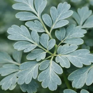 Ruta-graveolens-blue-green-leaves close up