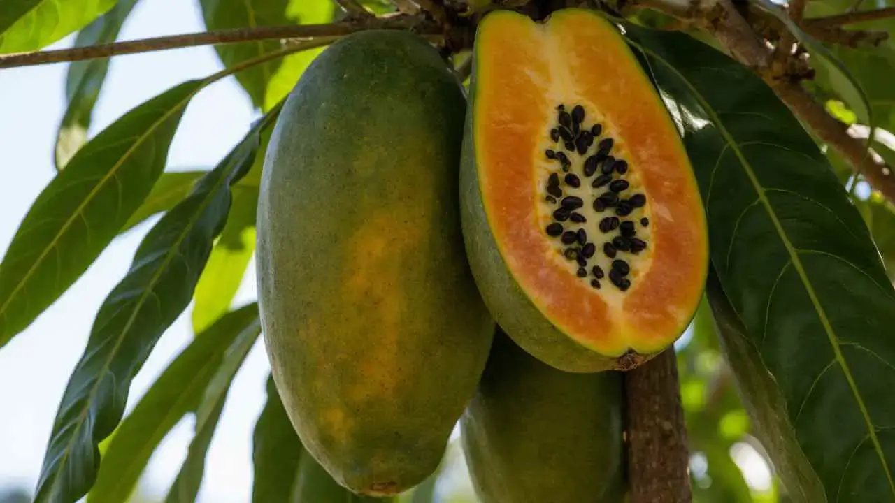 Papaya Tropical Fruit Tree