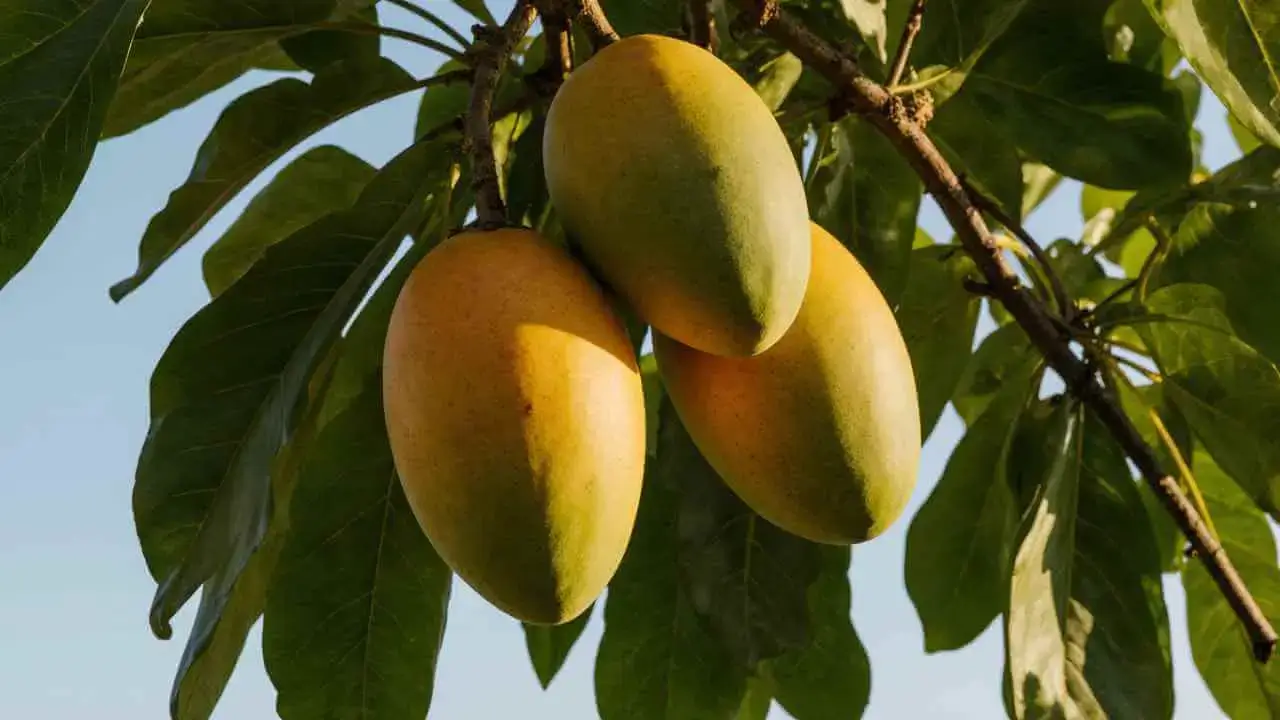 Mango Tropical Fruit Tree