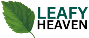 Feijoa Tree: Growing, Care, Fruit and Season