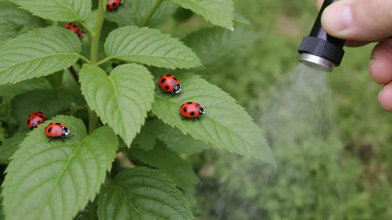 Natural Pest Control with Neem Oil and Ladybugs