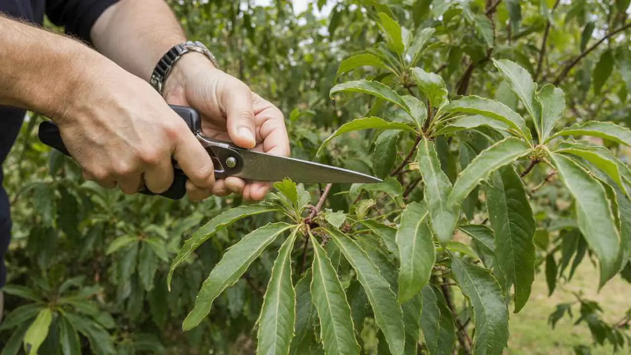 Pruning Fruit Trees for Healthy Growth