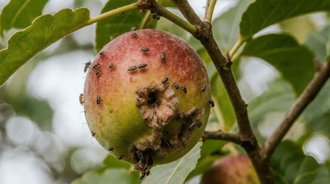 Troubleshoot Common Fruiting Issues