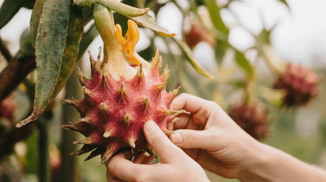 yellow dragon fruit seeds