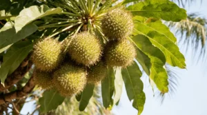 dried soursop leaves benefits
