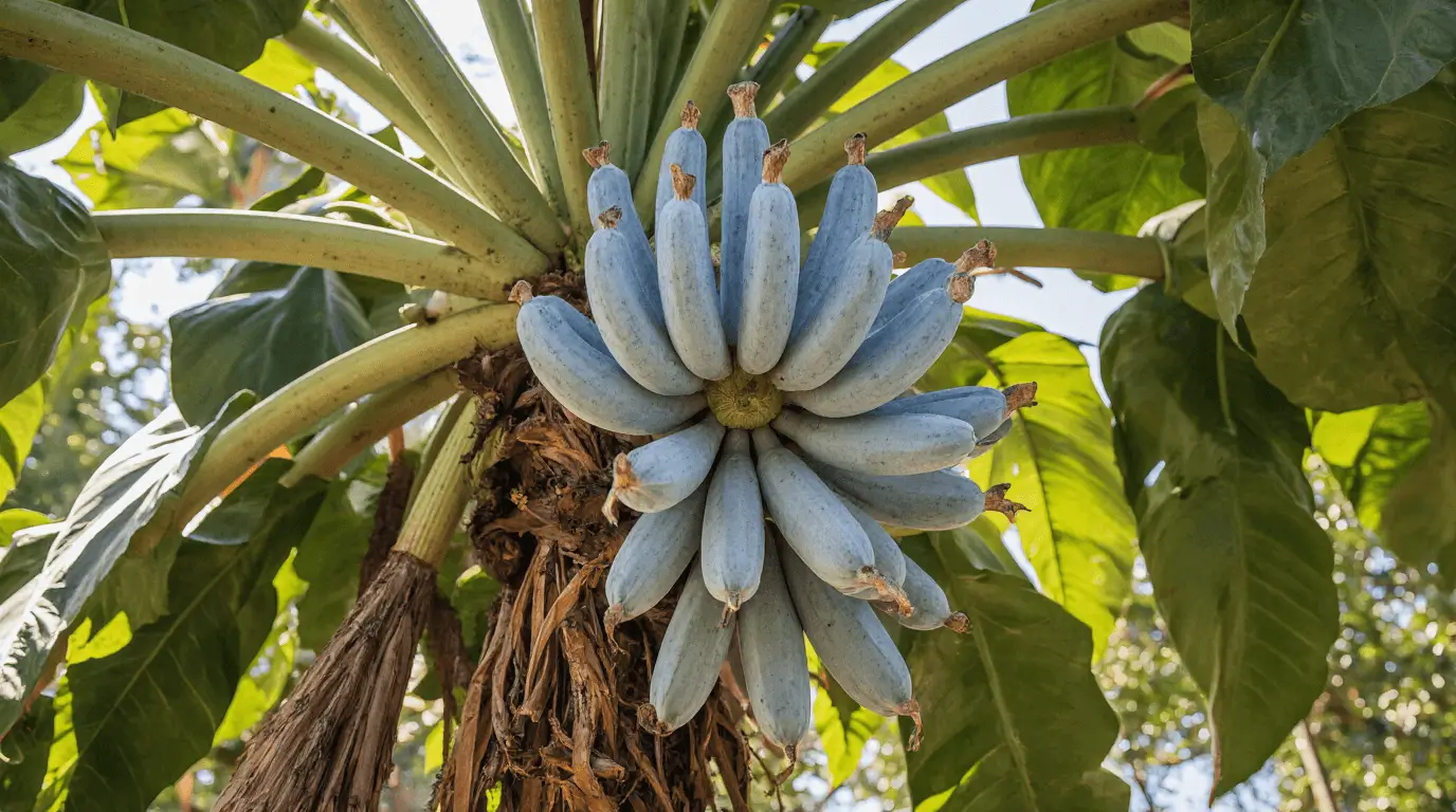 blue java bananas