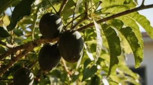 black sapote care