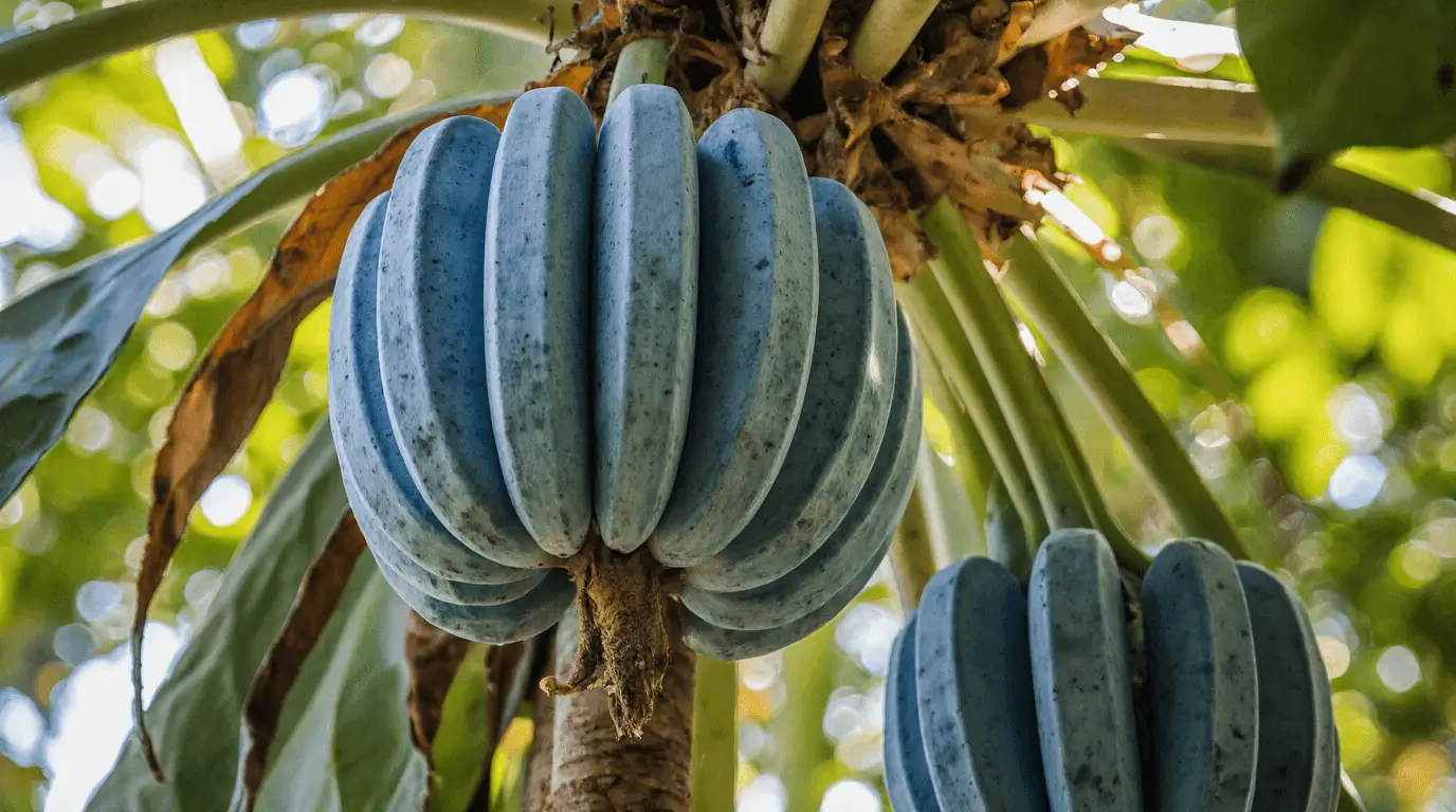 blue java banana benefits