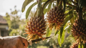 growing dragon fruit in florida