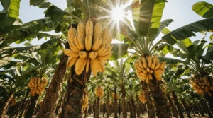 banana tree in florida