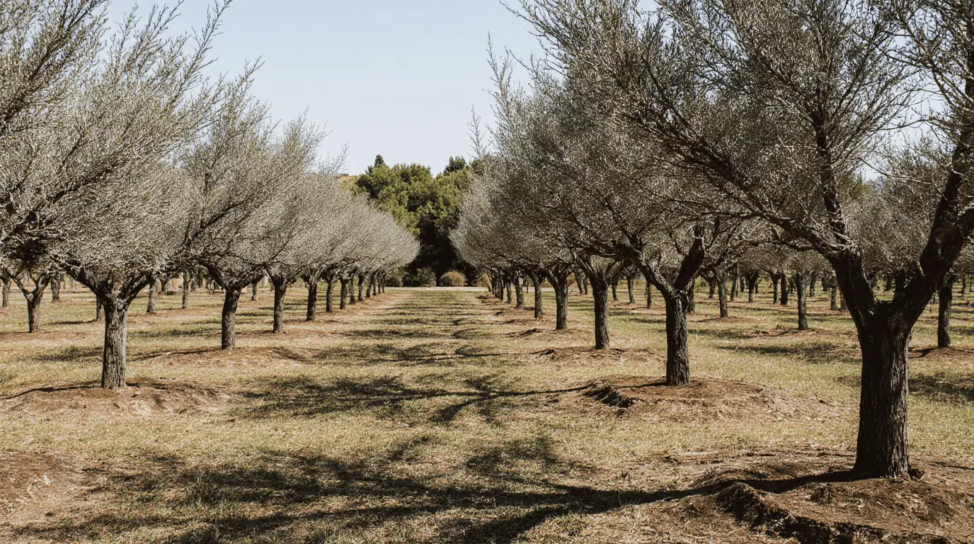 olive trees in florida