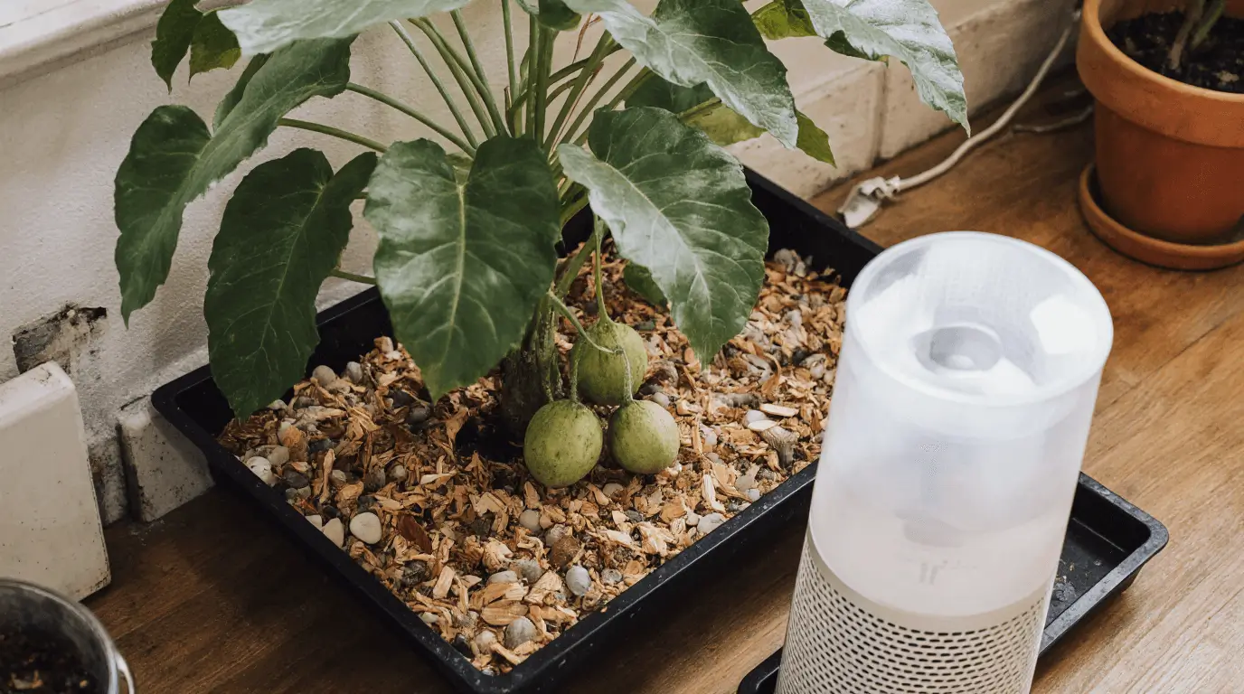 how long does miracle fruit last