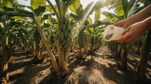 banana plant fertilizer