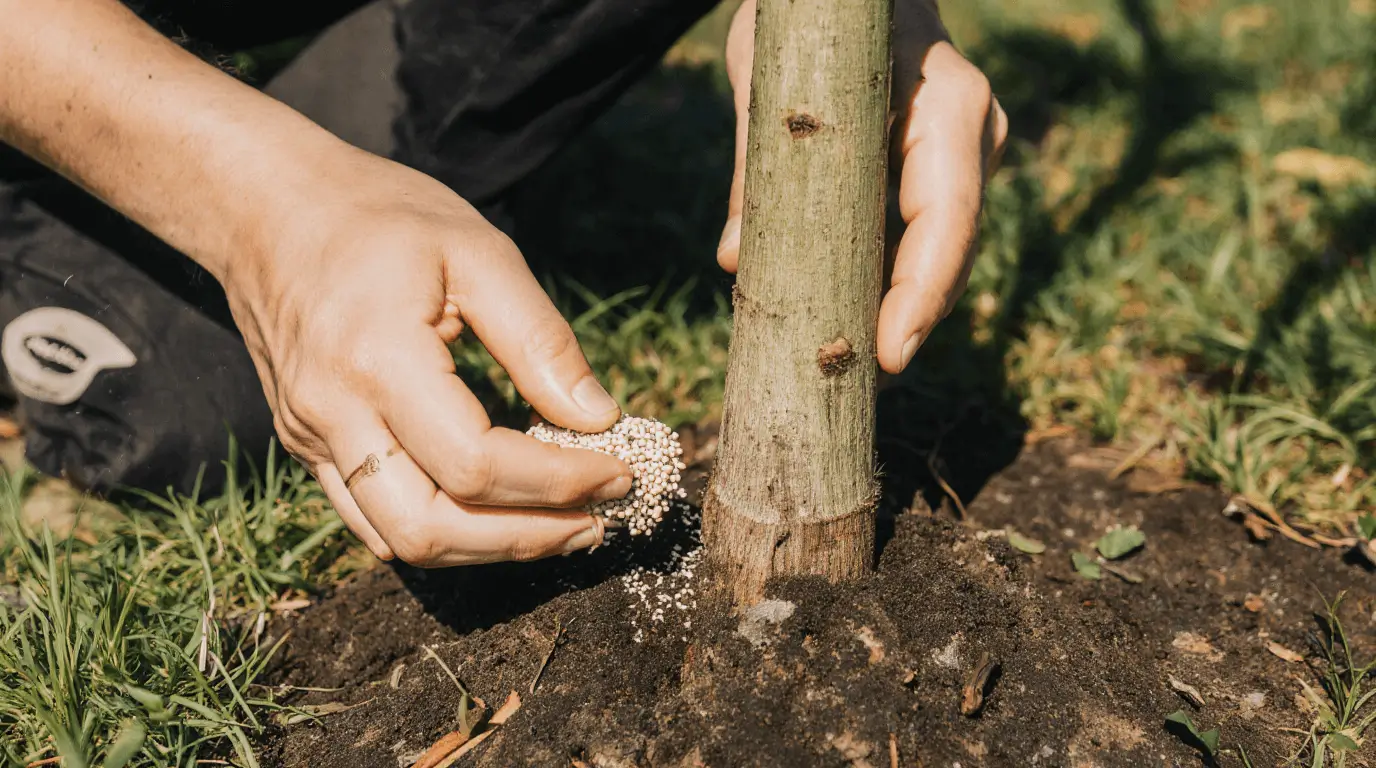 growing eucalyptus in florida
