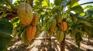 papaya seed germination