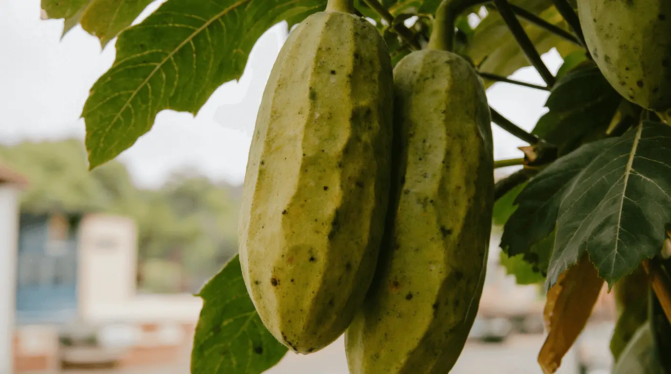 types of papaya