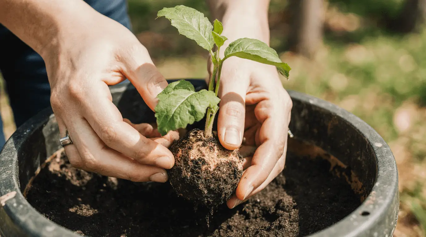 how long does miracle fruit last