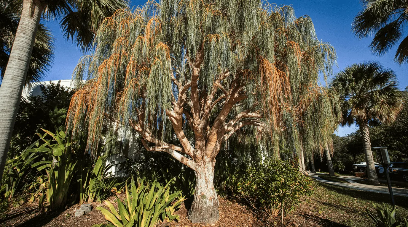 growing eucalyptus in florida