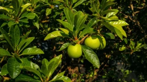 guava tree care
