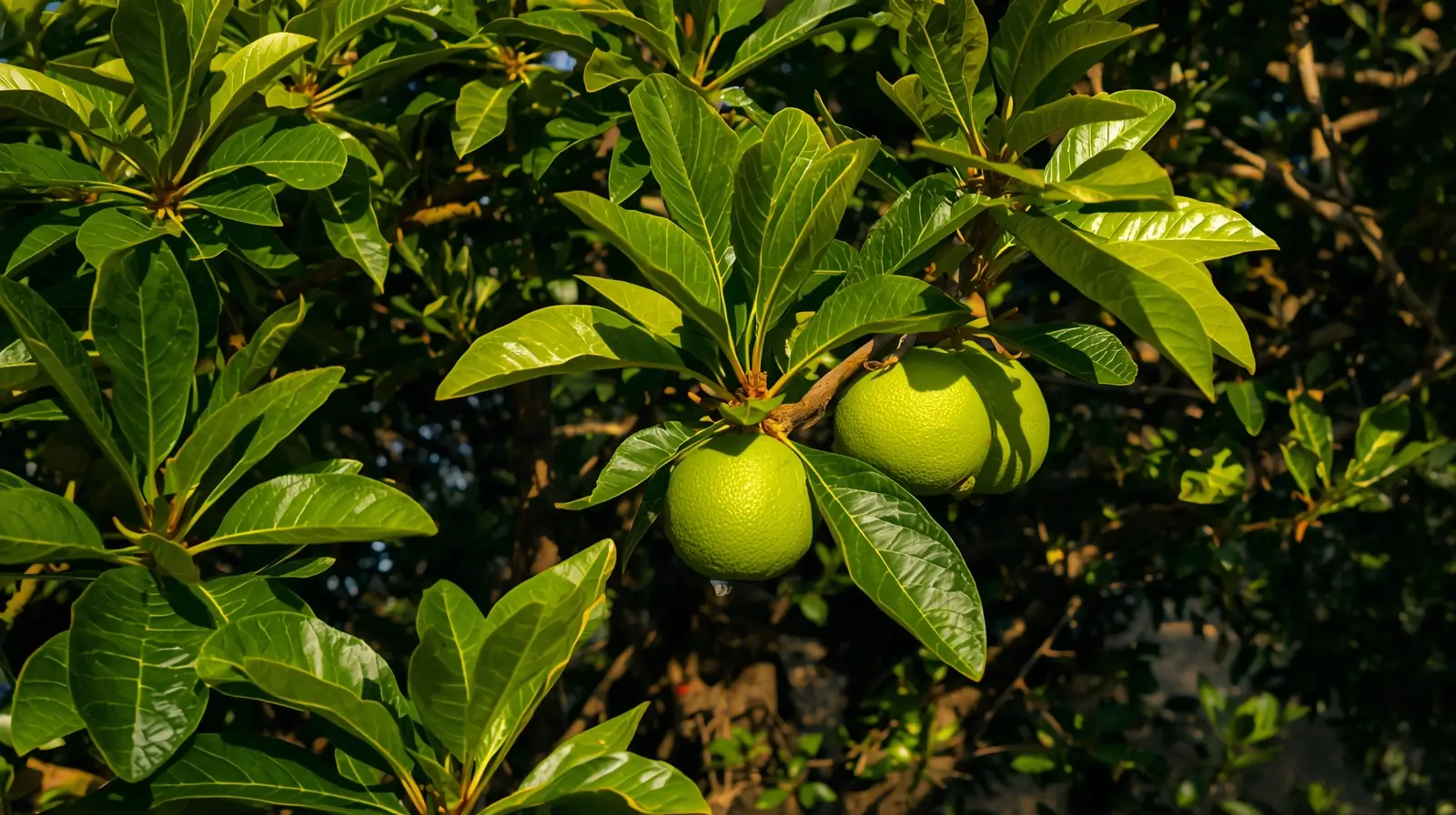 guava tree care