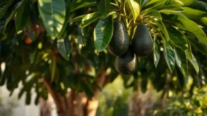 mexicola grande avocado tree