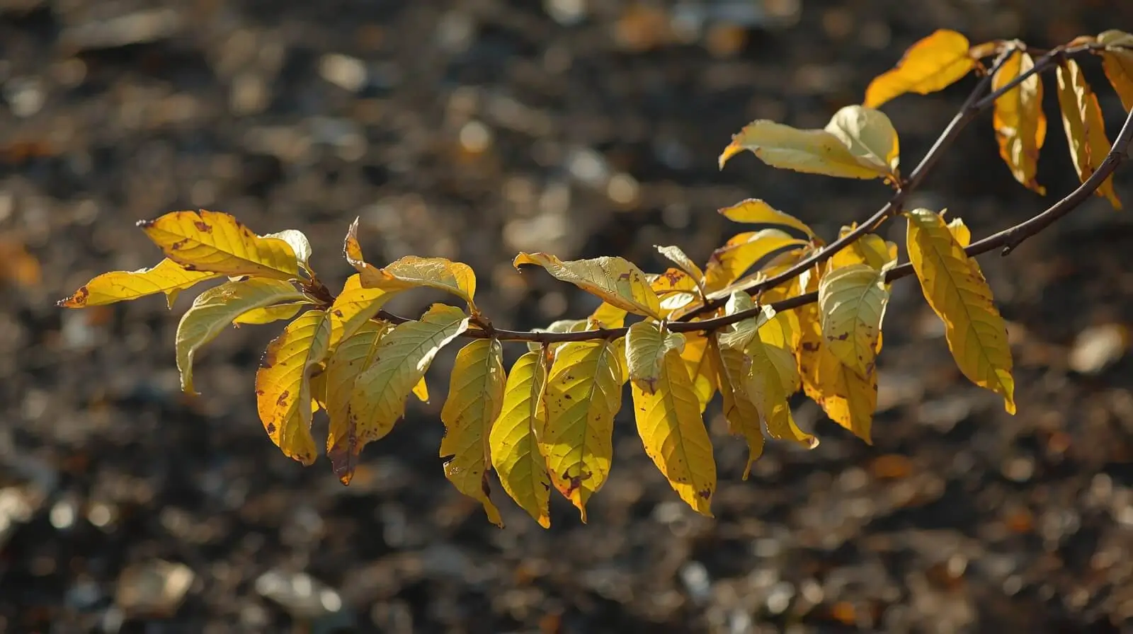 achacha tree florida