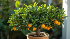 calamondin citrus tree