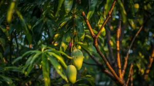 growing-a-haden-mango-tree