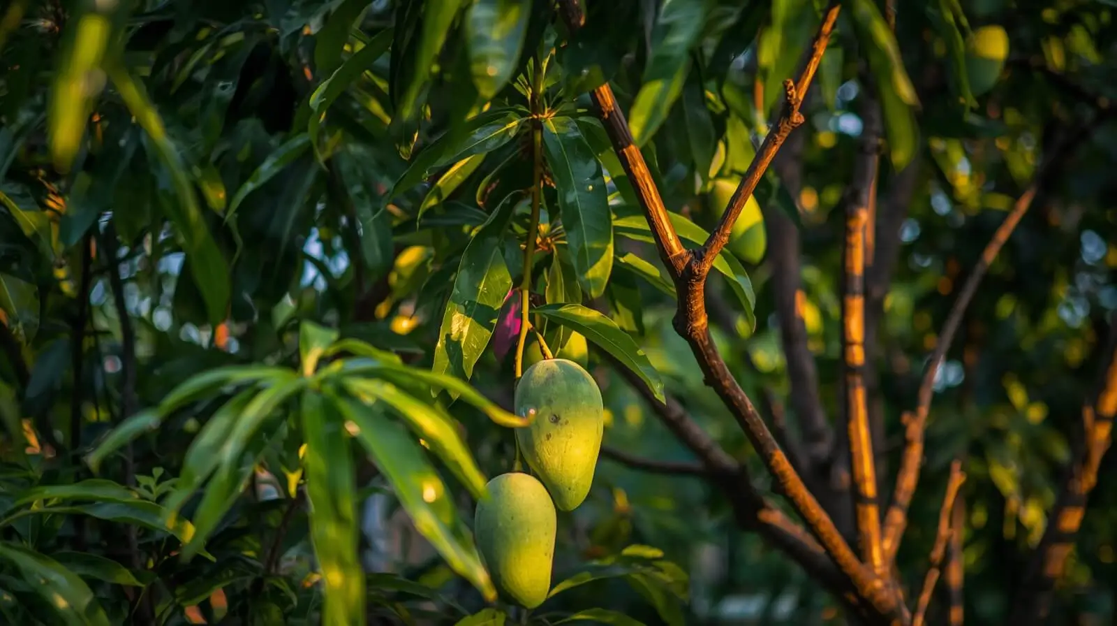 growing-a-haden-mango-tree