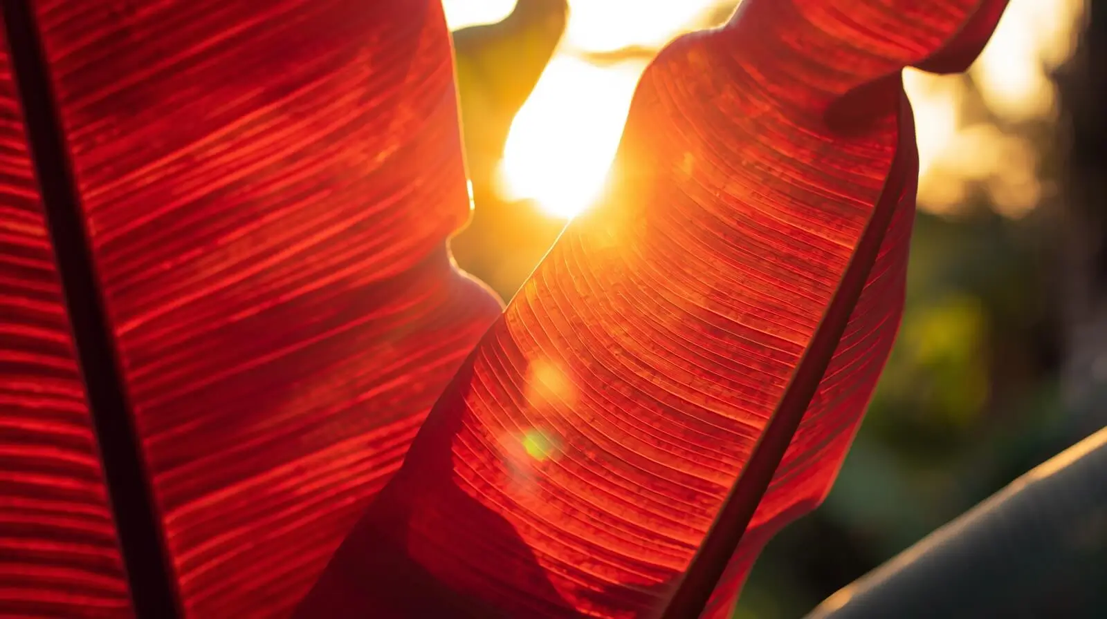 dwarf red banana tree