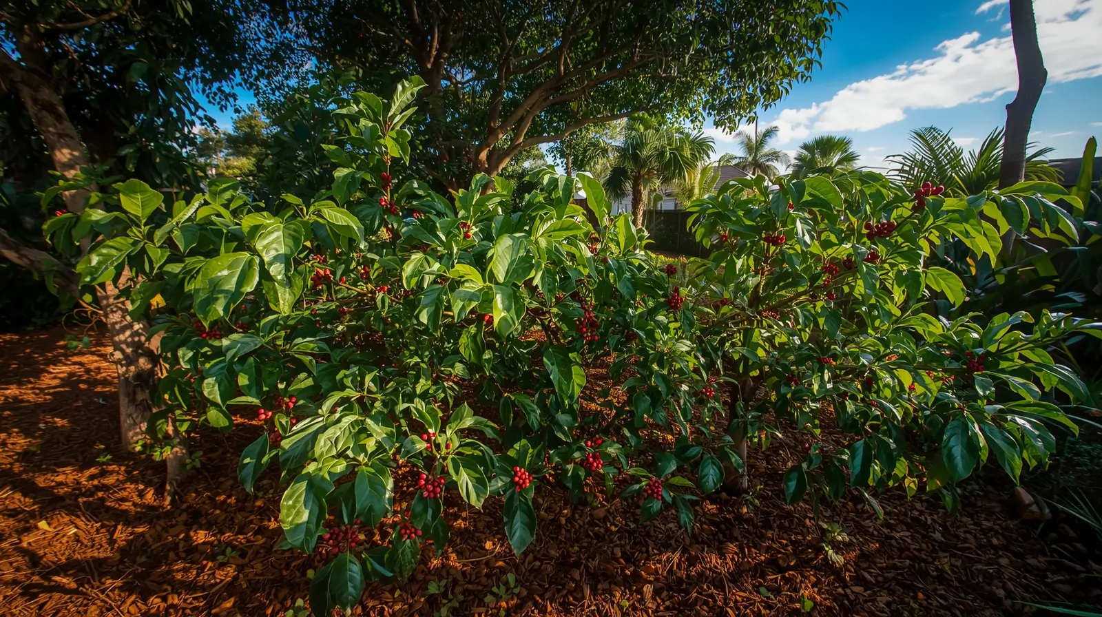 can you grow coffee in florida