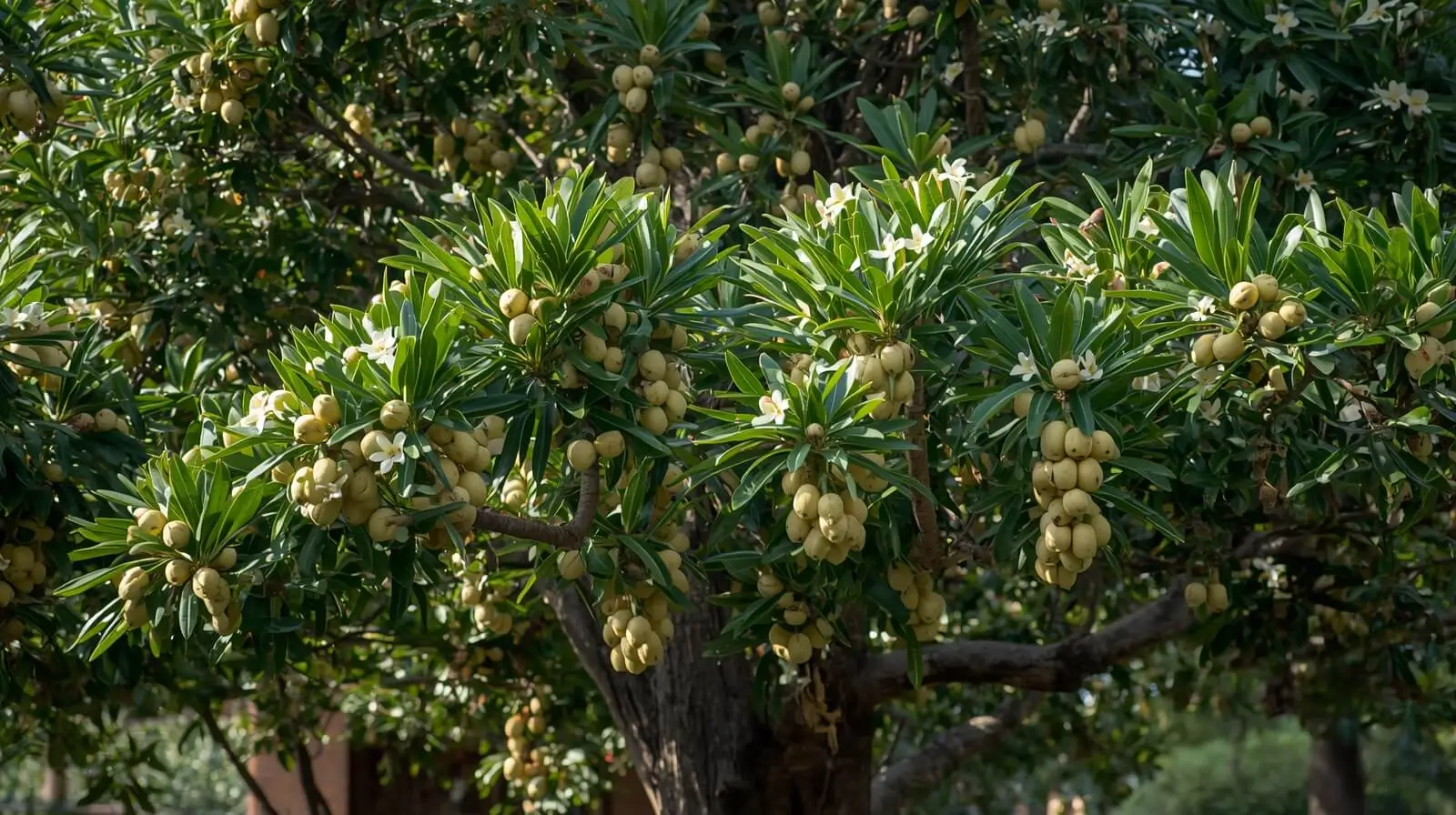 butterscotch sapodilla tree
