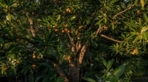 achacha tree florida