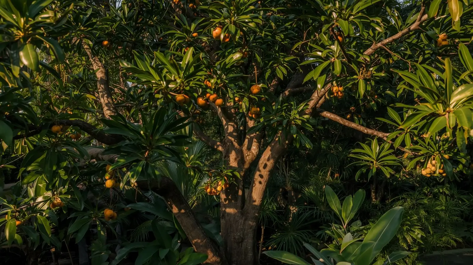 achacha tree florida