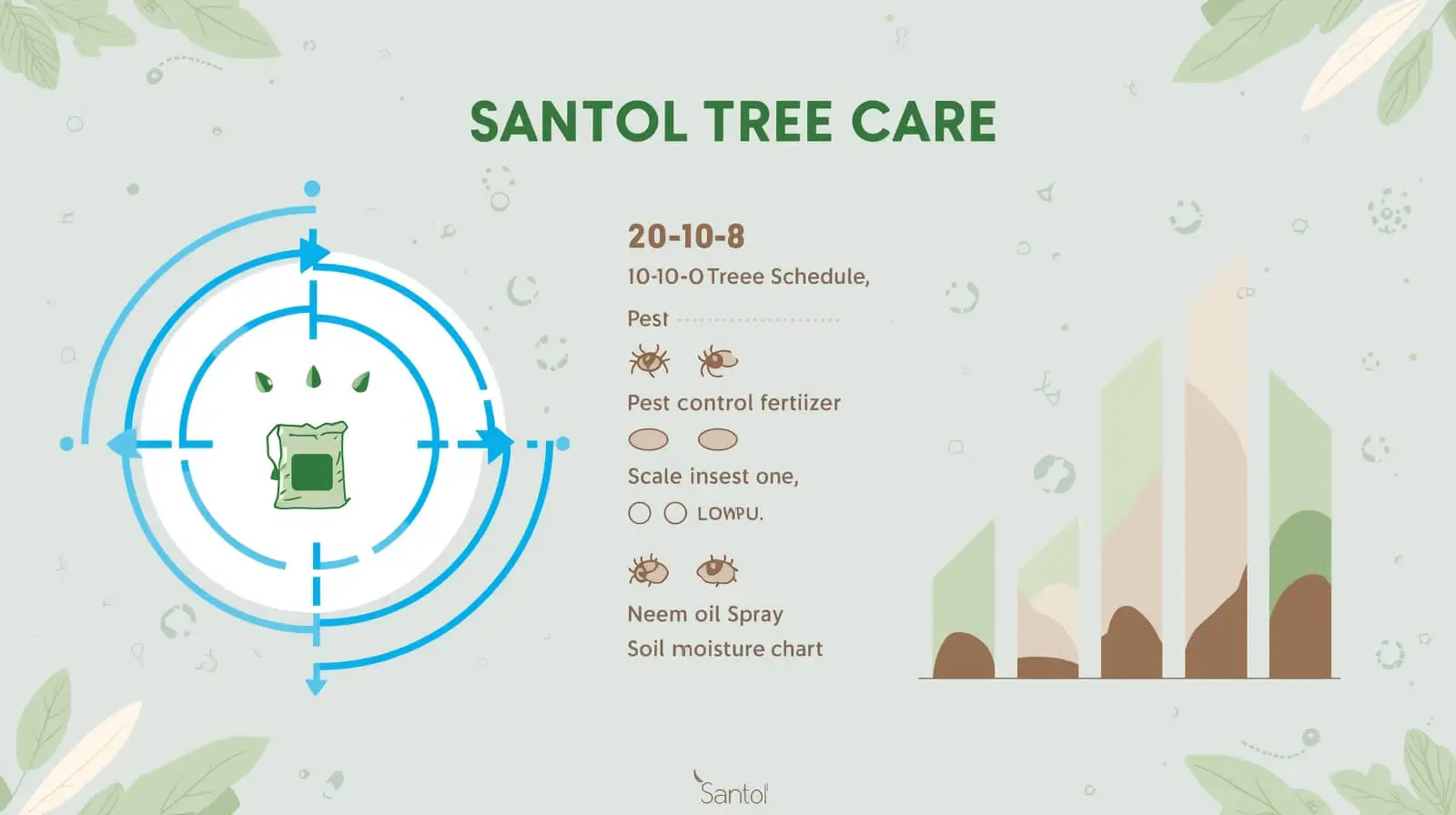santol tree