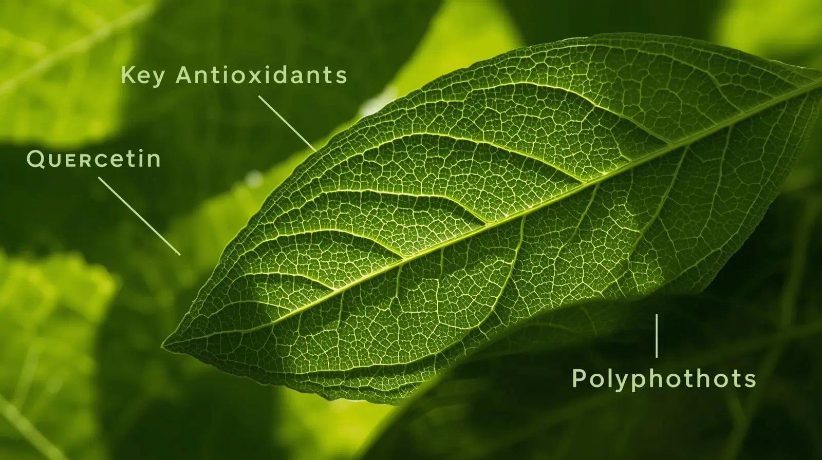 benefits of avocado leaf tea