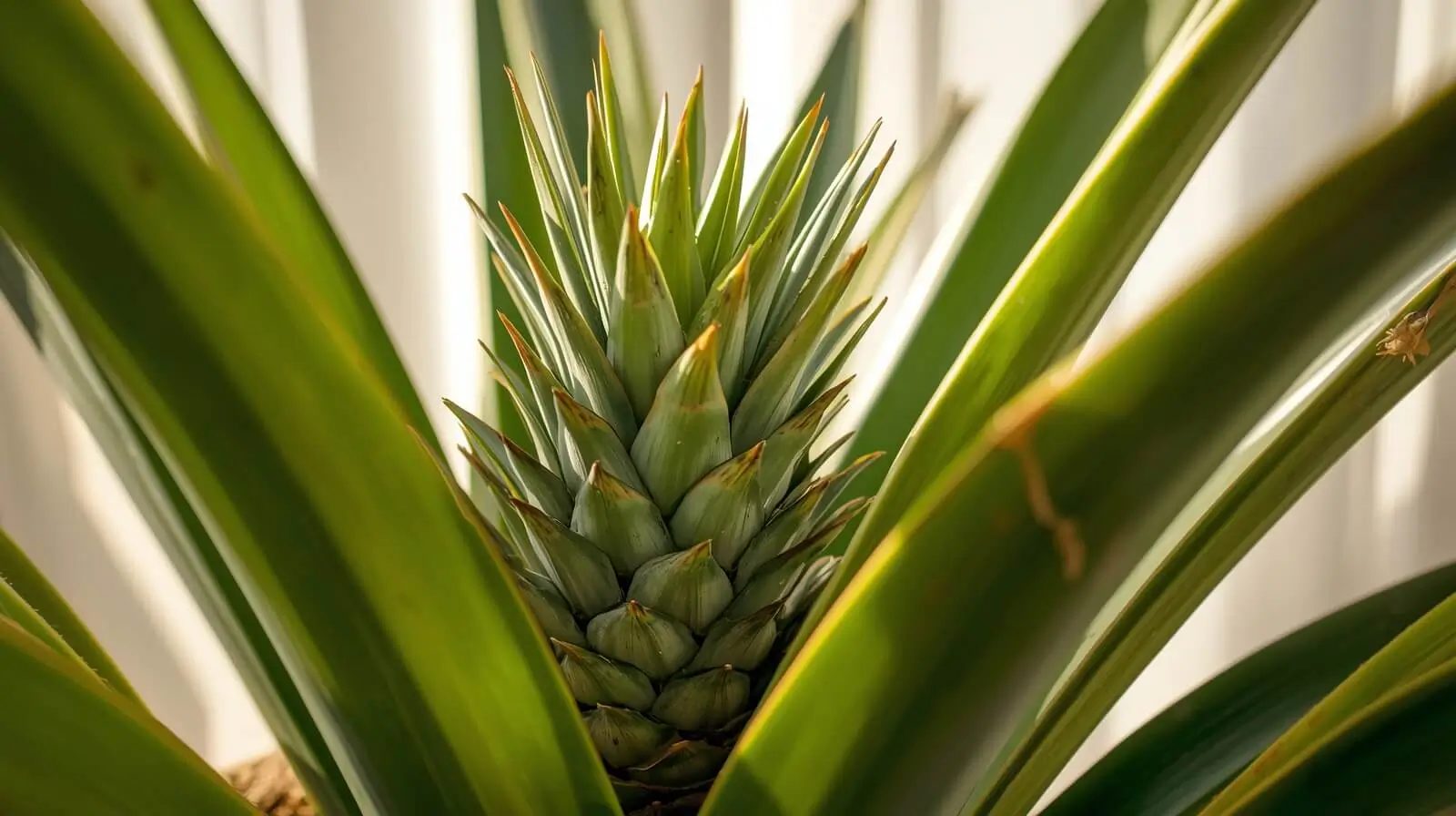 pineapple plant care