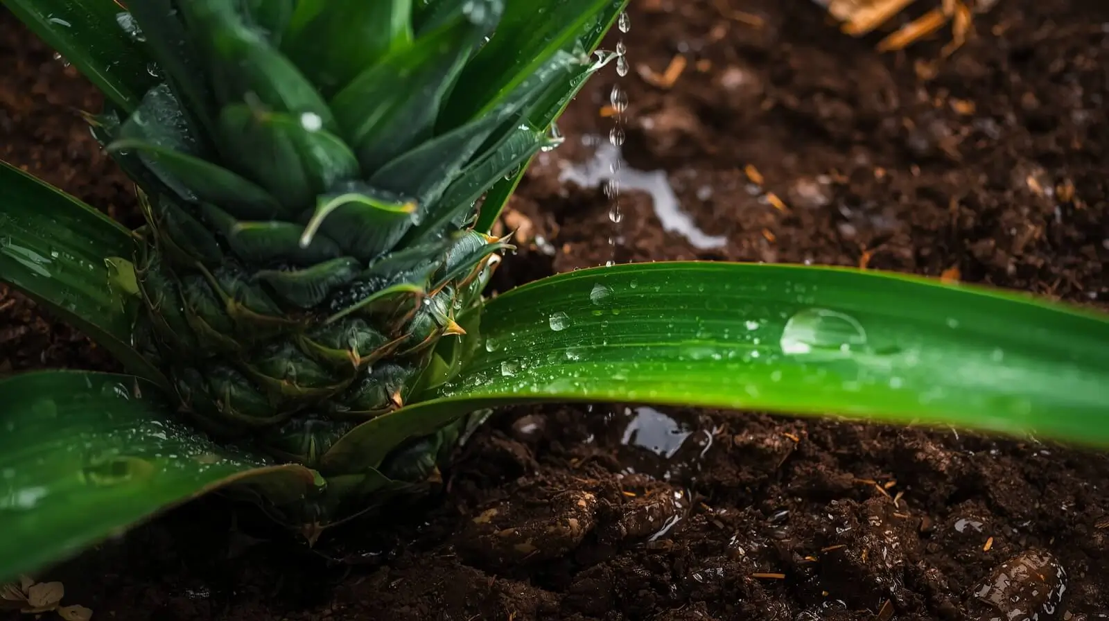 pineapple plant care
