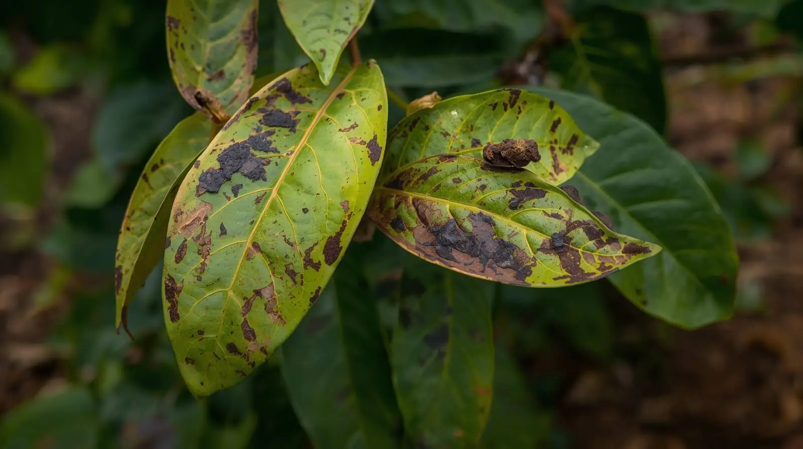 growing-a-haden-mango-tree