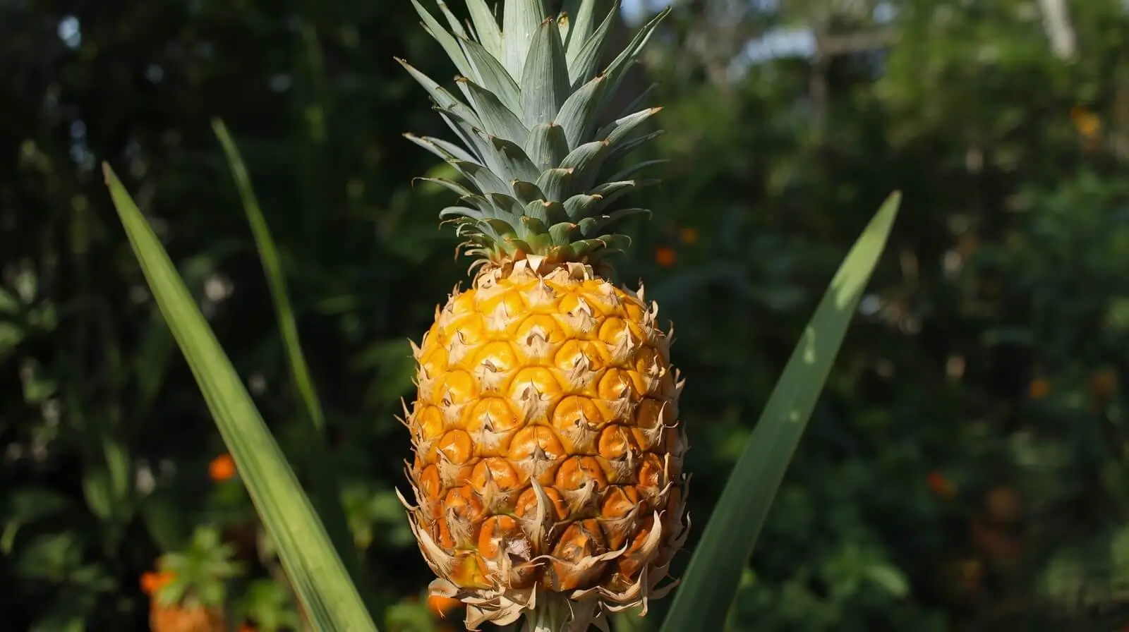 elite gold pineapple plant
