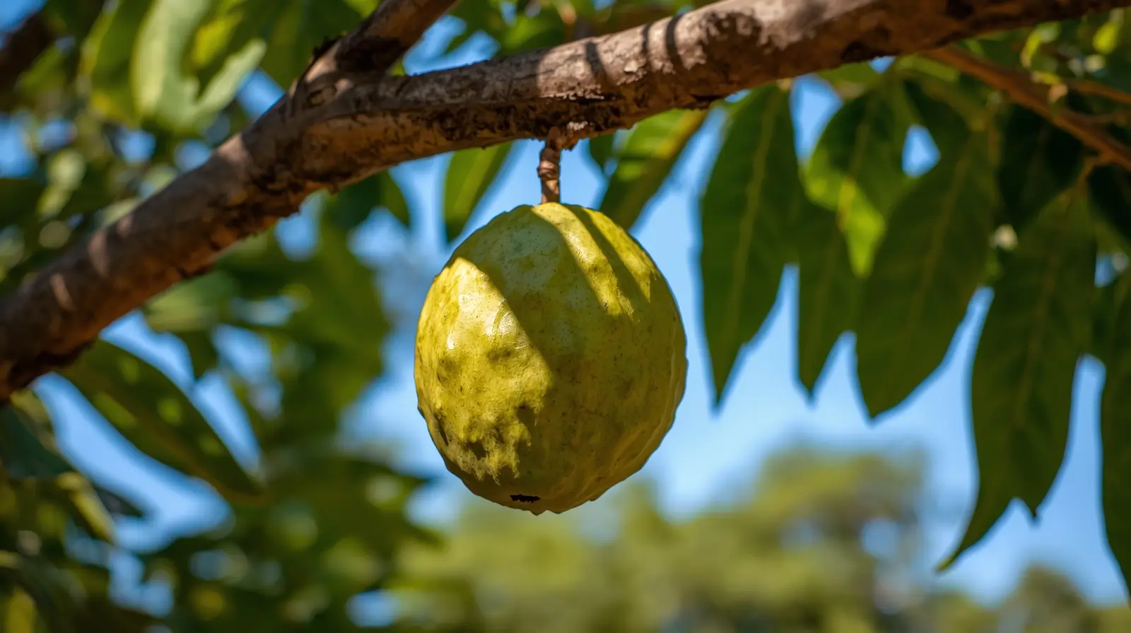 how to plant soursop tree