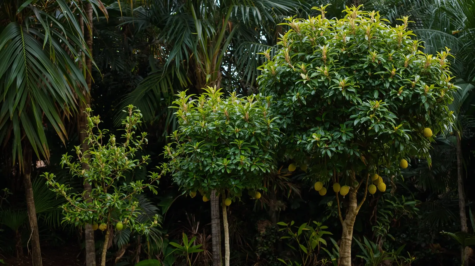 how to plant soursop tree