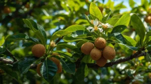 butterscotch sapodilla tree