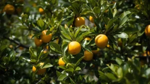kishu mandarin tree