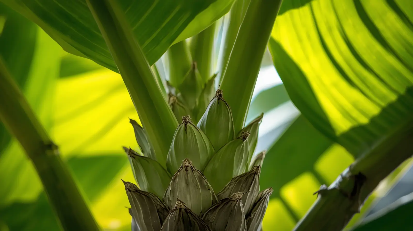 cavendish banana plant care