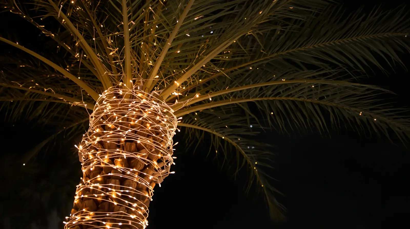 christmas palm trees in florida