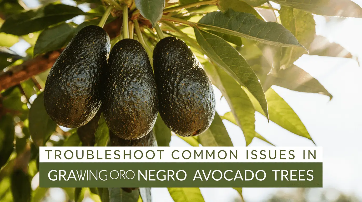 oro negro avocado