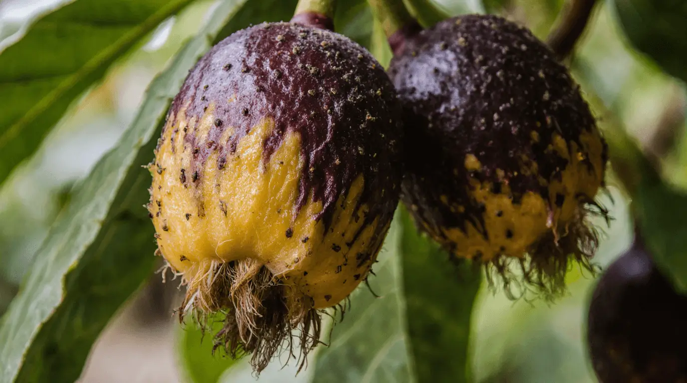 passion fruit harvest