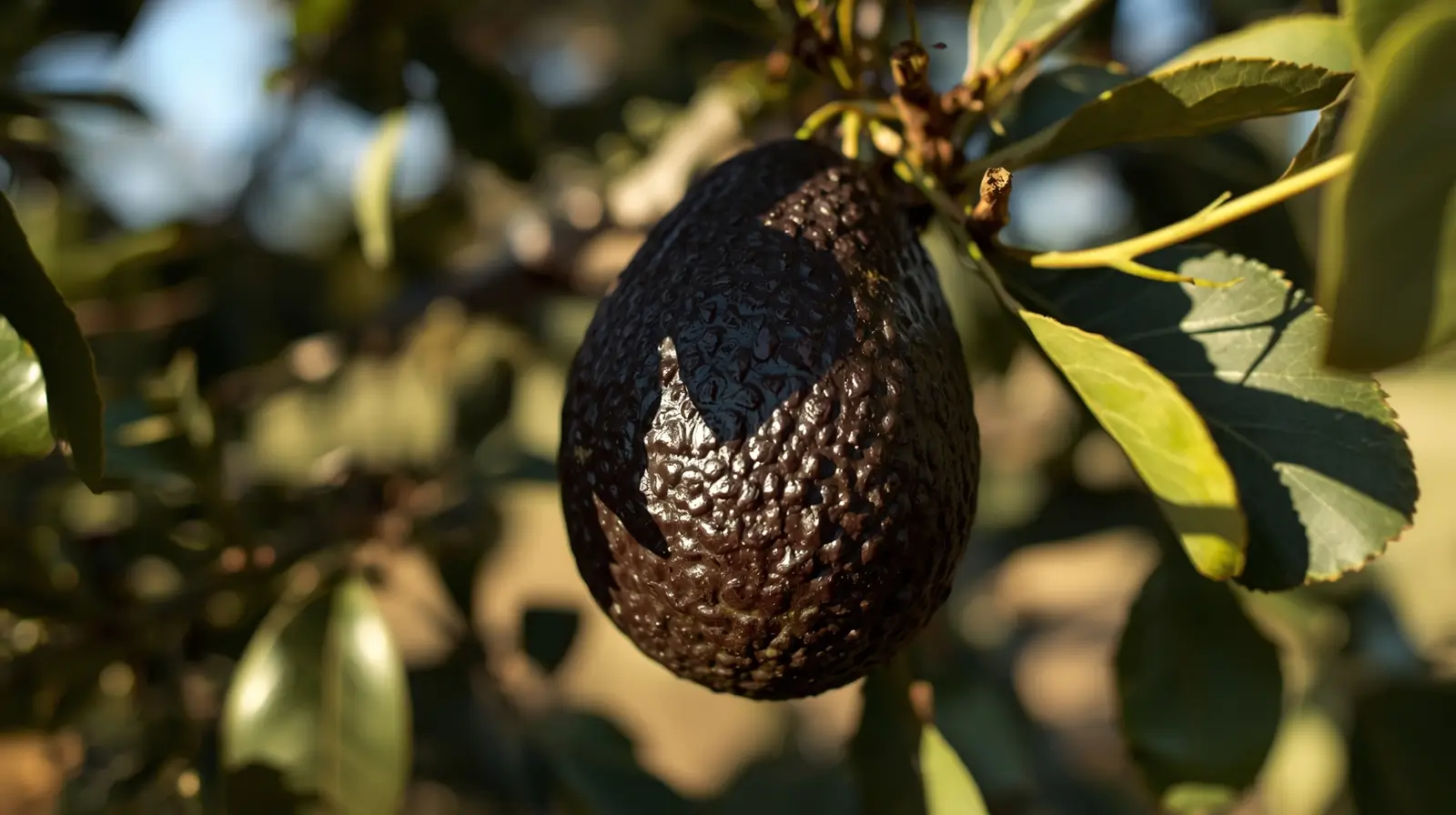 florida avocado vs california avocado