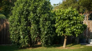 florida avocado vs california avocado